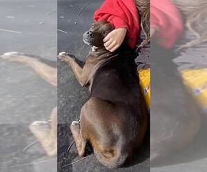 American Staffordshire Terrier-Unknown Mix Dogs for adoption in San Antonio, TX, USA