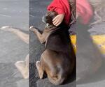 Small American Staffordshire Terrier Mix