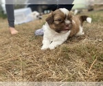 Small Photo #20 Shih Tzu Puppy For Sale in VENETA, OR, USA