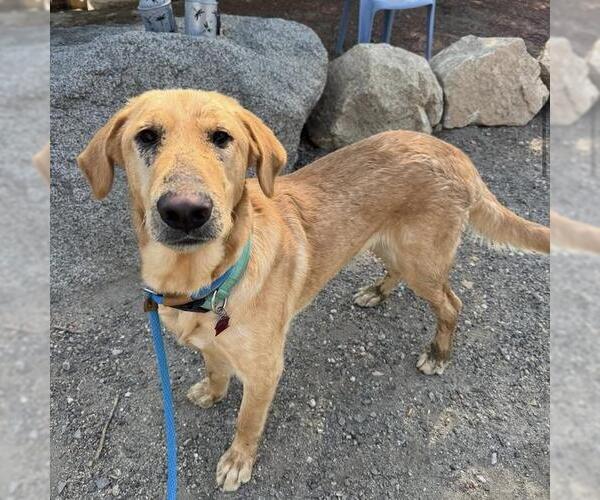 Medium Photo #8 Golden Labrador Puppy For Sale in San Diego, CA, USA