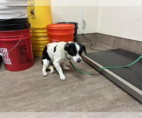 Medium Photo #1 Mutt Puppy For Sale in Pasadena, CA, USA