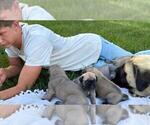 Small #6 Mastiff