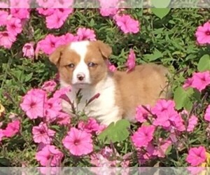 Pembroke Welsh Corgi Puppy for sale in MOUNT PLEASANT, MI, USA