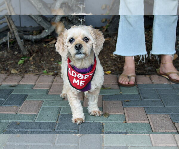 Medium Photo #6 Silky Cocker Puppy For Sale in Mission Viejo, CA, USA