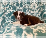 Small #8 Australian Shepherd