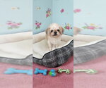 Small #3 Shih Tzu
