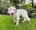 Small #5 Great Pyrenees