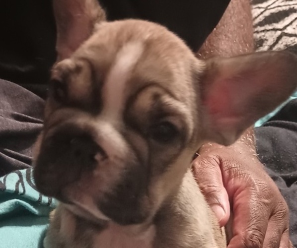 Medium Photo #9 French Bulldog Puppy For Sale in DENVER, CO, USA