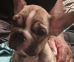 Small Photo #9 French Bulldog Puppy For Sale in DENVER, CO, USA