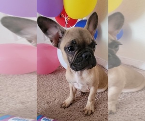 French Bulldog Puppy for sale in TAMPA, FL, USA
