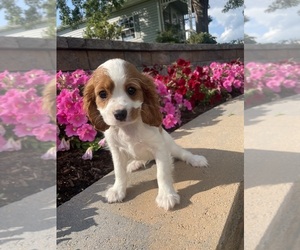 Cavalier King Charles Spaniel Puppy for sale in CANOGA, NY, USA