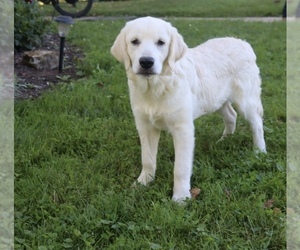 English Cream Golden Retriever Puppy for sale in FREDERICKSBG, OH, USA