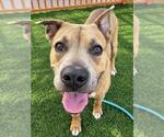 Small Photo #3 American Pit Bull Terrier-Labrador Retriever Mix Puppy For Sale in Las Vegas, NV, USA