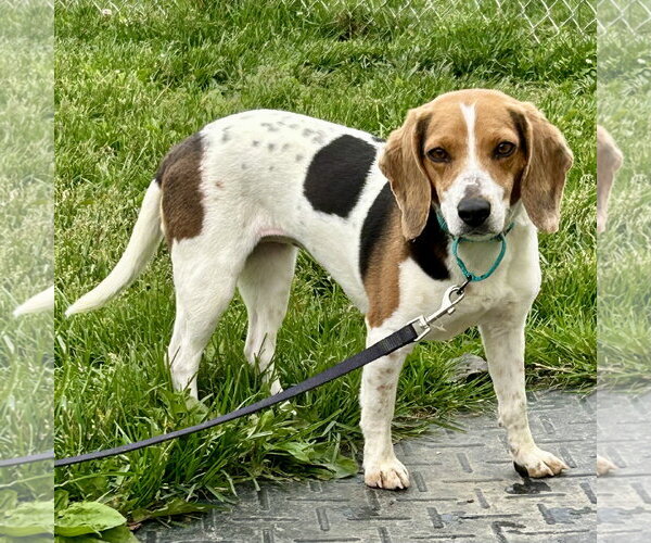 Medium Photo #3 Beagle Puppy For Sale in Batavia, OH, USA
