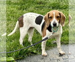 Small #2 Beagle