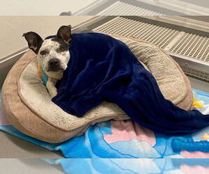 Mutt Dogs for adoption in Bryant, AR, USA