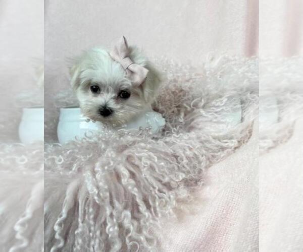 Medium Photo #6 Maltese Puppy For Sale in NAPLES, FL, USA