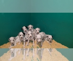 Dalmatian Puppy for sale in DUVALL, WA, USA