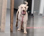 Small #1 Labradoodle