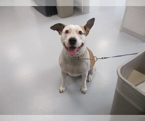 American Staffordshire Terrier Dogs for adoption in Ocala, FL, USA