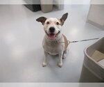 PHOEBE - Female American Staffordshire Terrier Dog for Adoption - Small photo
