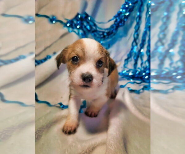 Medium Photo #3 Mutt Puppy For Sale in Raleigh, NC, USA