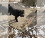 Small Photo #5 Chinese Shar-Pei Puppy For Sale in DIMONDALE, MI, USA