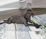 Small #4 American Pit Bull Terrier-German Shepherd Dog Mix