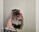 Small #4 Aussalier