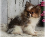 Small Photo #4 Pomeranian Puppy For Sale in FREDERICKSBURG, OH, USA