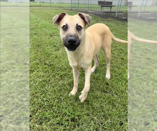 Medium Photo #2 Anatolian Shepherd-Unknown Mix Puppy For Sale in Conroe, TX, USA