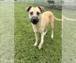 Small #1 Anatolian Shepherd Mix