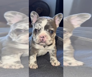 French Bulldog Puppy for sale in BUNKER HILL, IL, USA