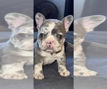 Small French Bulldog