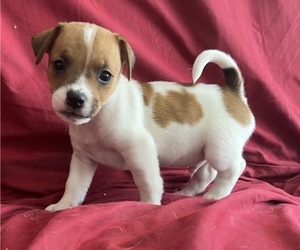 Jack Russell Terrier Puppy for sale in UNITY, NH, USA