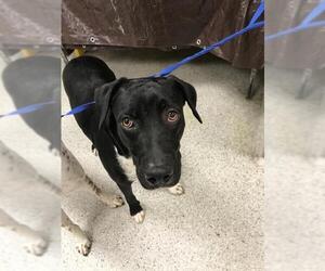 Labrador Retriever-Unknown Mix Dogs for adoption in Conroe, TX, USA