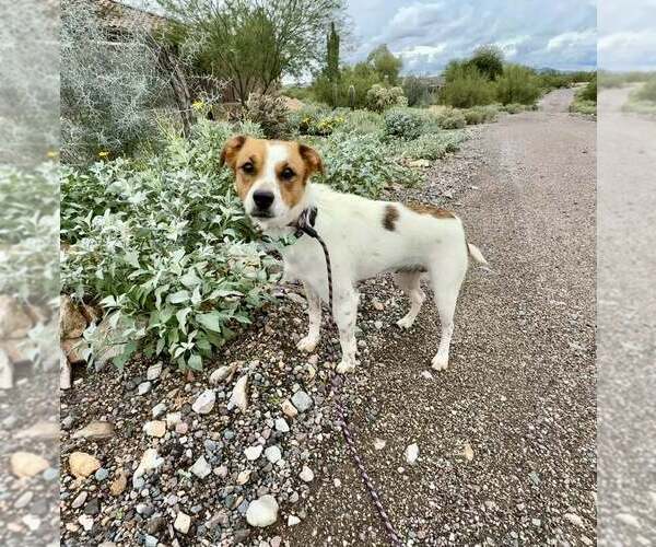 Medium Photo #3 Jack Russell Terrier-Parson Russell Terrier Mix Puppy For Sale in Cave Creek, AZ, USA