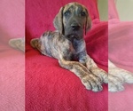 Small Photo #5 Great Dane Puppy For Sale in MURRAY, KY, USA