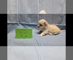 Small Photo #6 Maltipoo Puppy For Sale in BROOKFIELD, MO, USA
