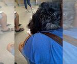 Small Shih Tzu Mix