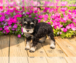 Small #14 Schnauzer (Miniature)