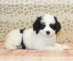 Small #1 Miniature Bernedoodle