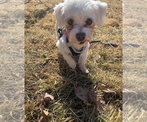Medium Photo #2 Maltese-Unknown Mix Puppy For Sale in Andover, MN, USA