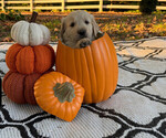 Puppy Zeno Golden Retriever
