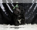Small #2 Poodle (Toy)