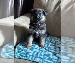 German Shepherd Dog Puppy for Sale in SUMPTER TWP, Michigan USA