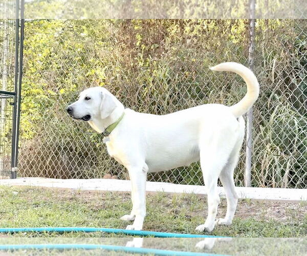 Medium Photo #1 Akbash-Anatolian Shepherd Mix Puppy For Sale in Higley, AZ, USA