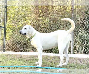 Akbash-Anatolian Shepherd Mix Dogs for adoption in Higley, AZ, USA