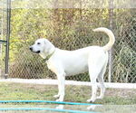 Small Akbash-Anatolian Shepherd Mix