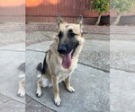 Small #1 German Shepherd Dog Mix